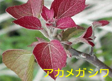 アカメガシワの葉