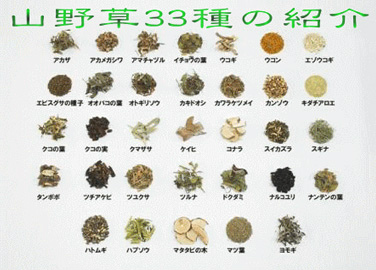 山野草の紹介