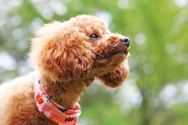 株式会社REGOLITHの犬のコンテンツ事業イメージ