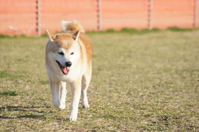 清水和希/株式会社REGOLITHの犬コンテンツ事業イメージ