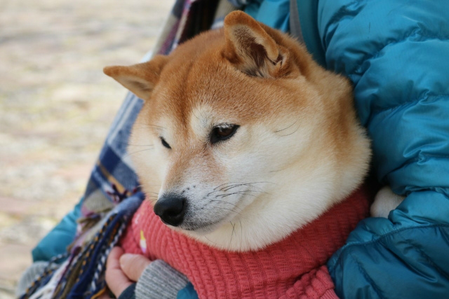 抱っこされる柴犬