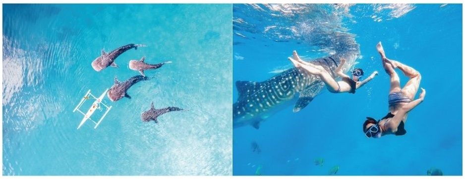 CSPトラベルのジンベイザメシュノーケリングツアー