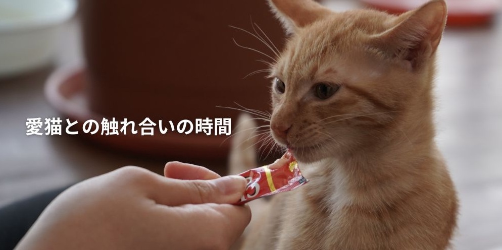 いなば食品のちゅーるを食べる猫